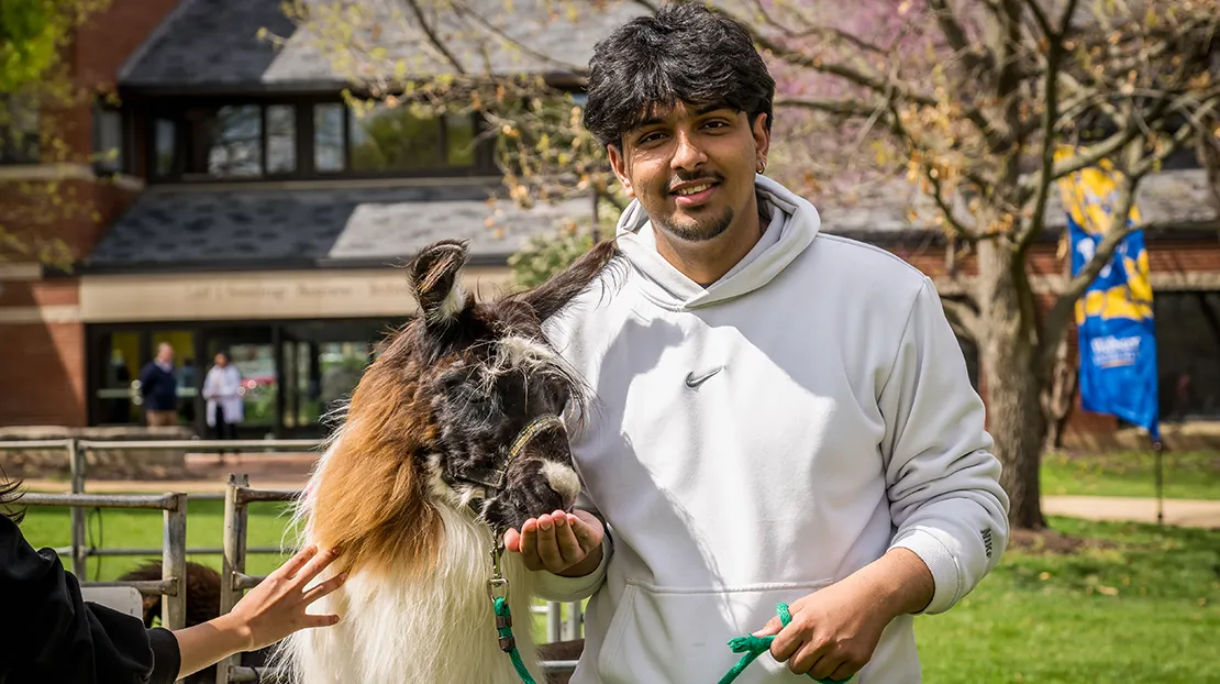 students feeds alpaca at admitted students event