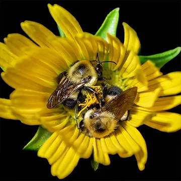 Two male brown-belted bumblebees curled together in bright yellow flower.