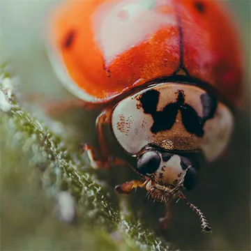 A close-up of a ladybug perched on a leaf. The ladybug is facing the camera, and its red shell with black spots is clearly visible. We can see its head, antennae, and legs.