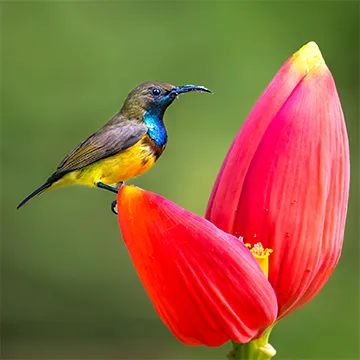 Olive-backed sunbird on an orange-red banana blossom.
